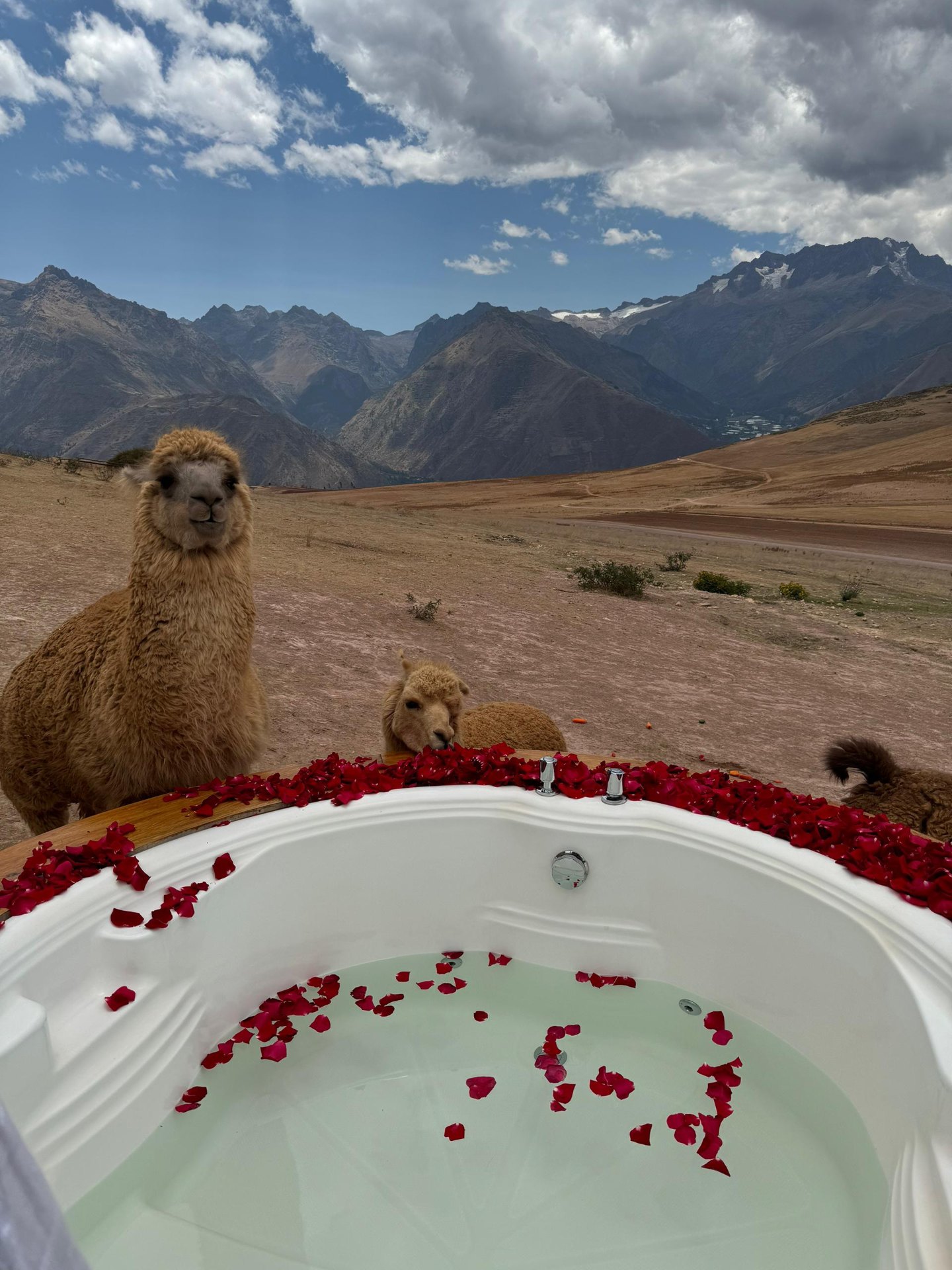 Alpacas by a rose petal bath with mountain views