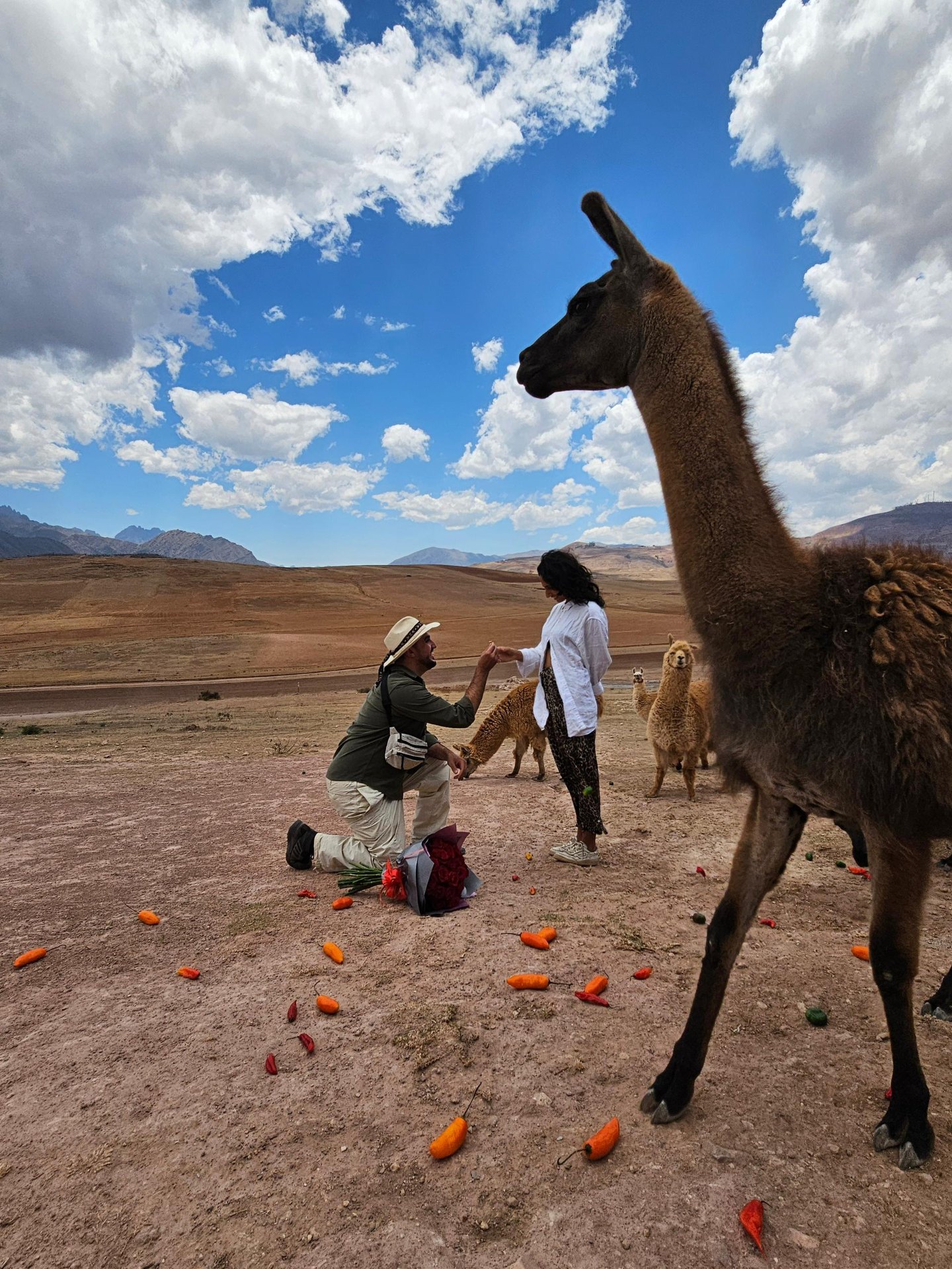 Simon proposing to Rachel with a llama looking on